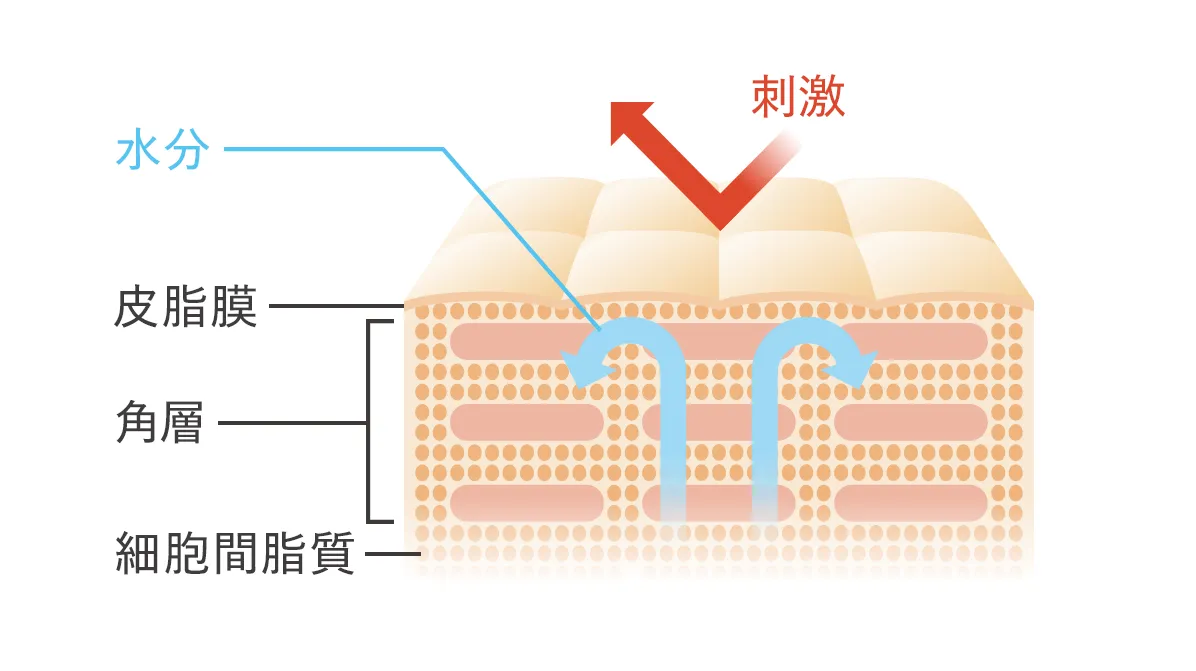 すこやかな状態の肌の断面図です。肌のもっとも外側にある角層が水分の蒸散を防ぎ、微生物やウイルスさえも通さないバリア機能を備えている様子を示しています。