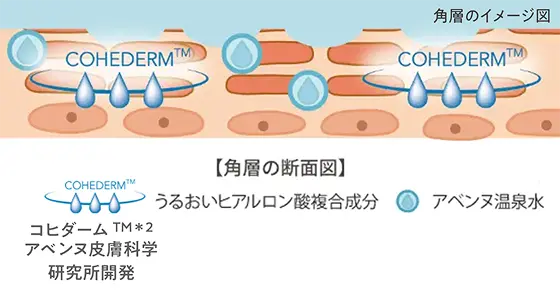角層のイメージ図