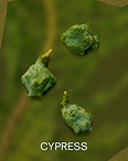 成分写真：CYPRESS