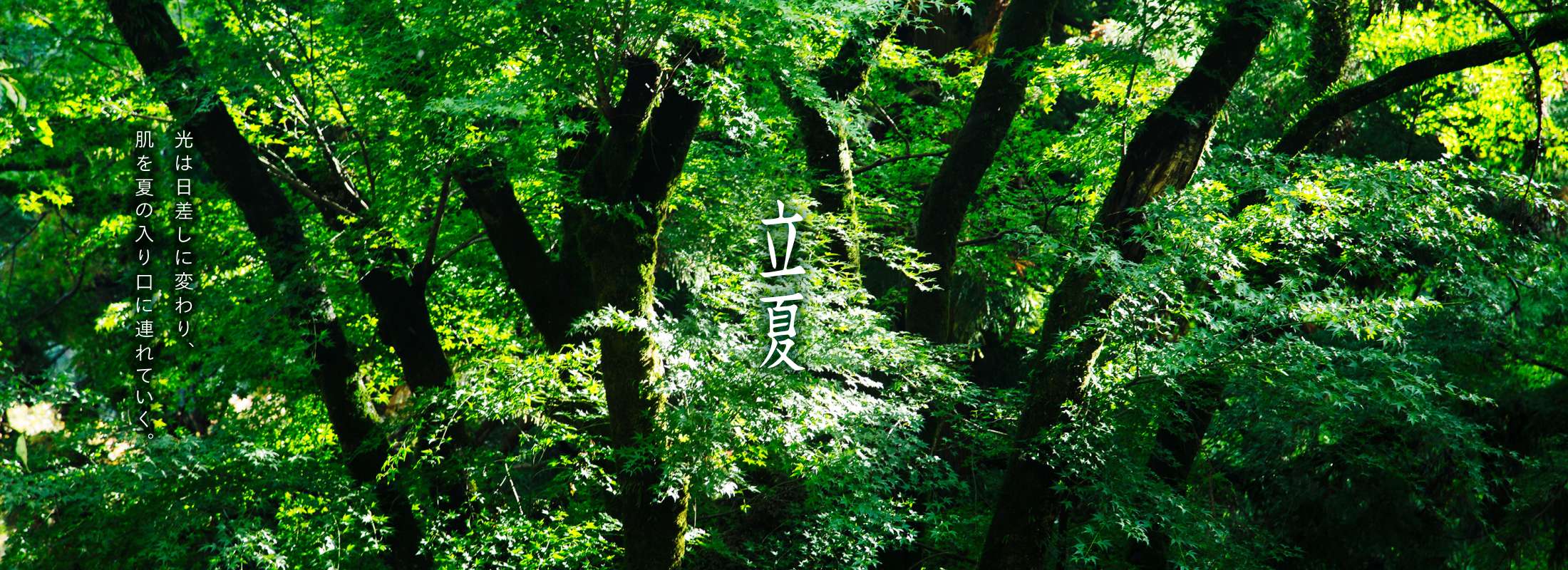 立夏 光は日差しに変わり、肌を夏の入り口に連れていく